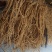 黄芪，正北芪大量出售，皮色好，无农残，含量高于标签8倍