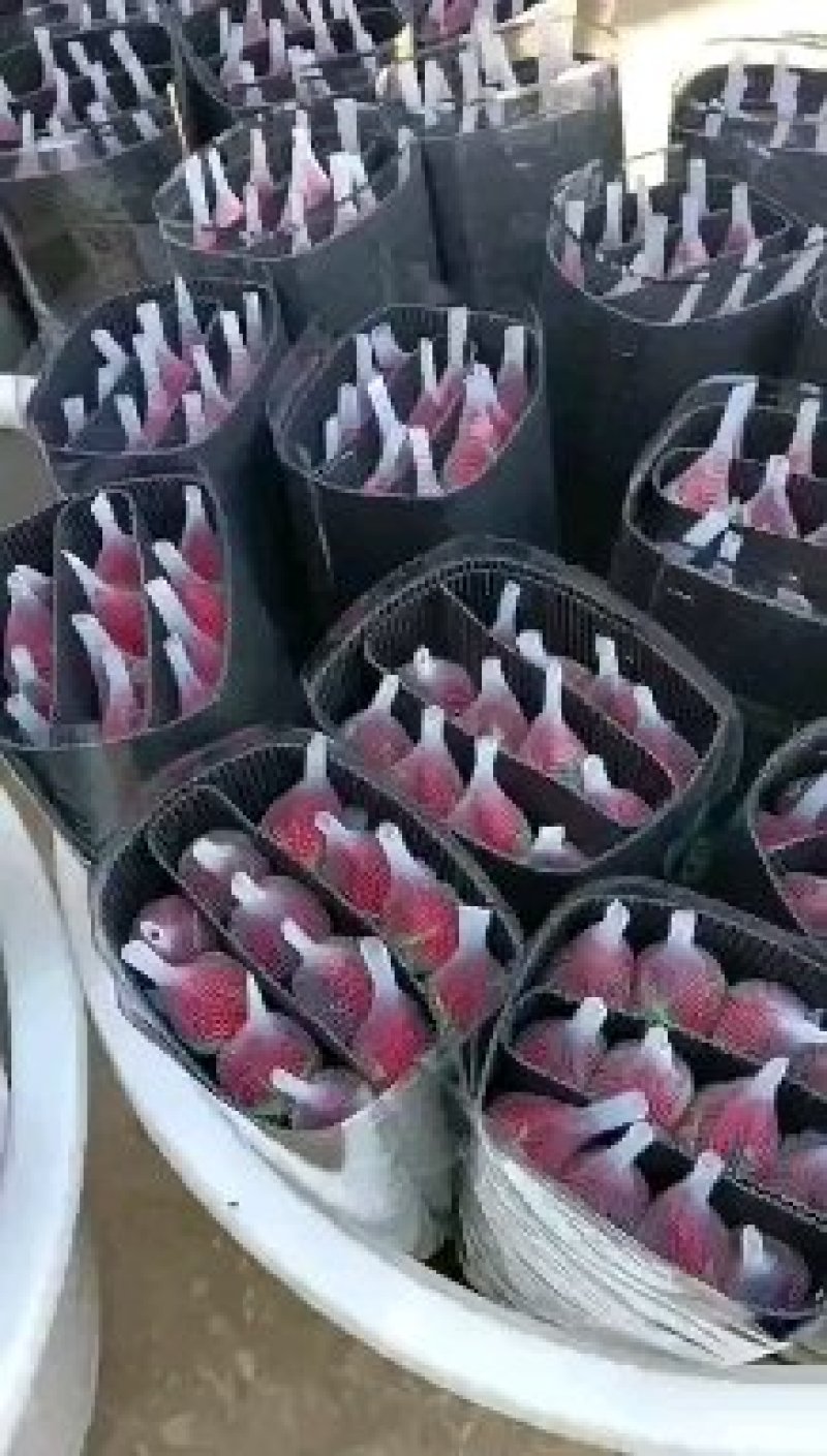 玫瑰鲜切花基地大量供应红玫瑰卡罗拉保证质量品种齐全