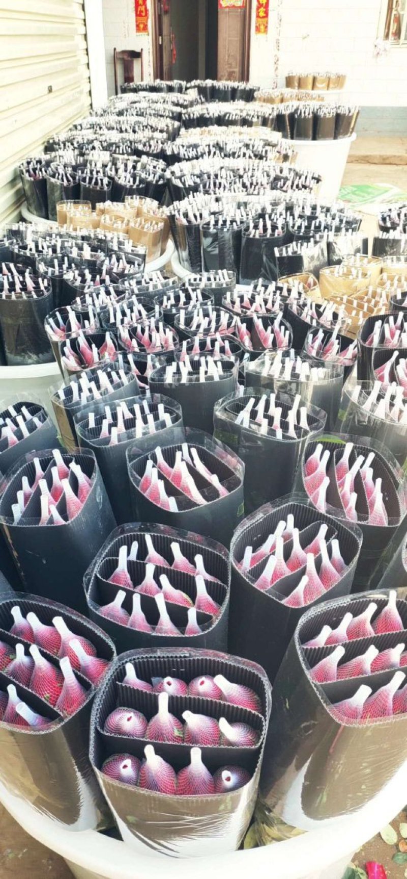 玫瑰鲜切花基地大量供应红玫瑰卡罗拉保证质量品种齐全
