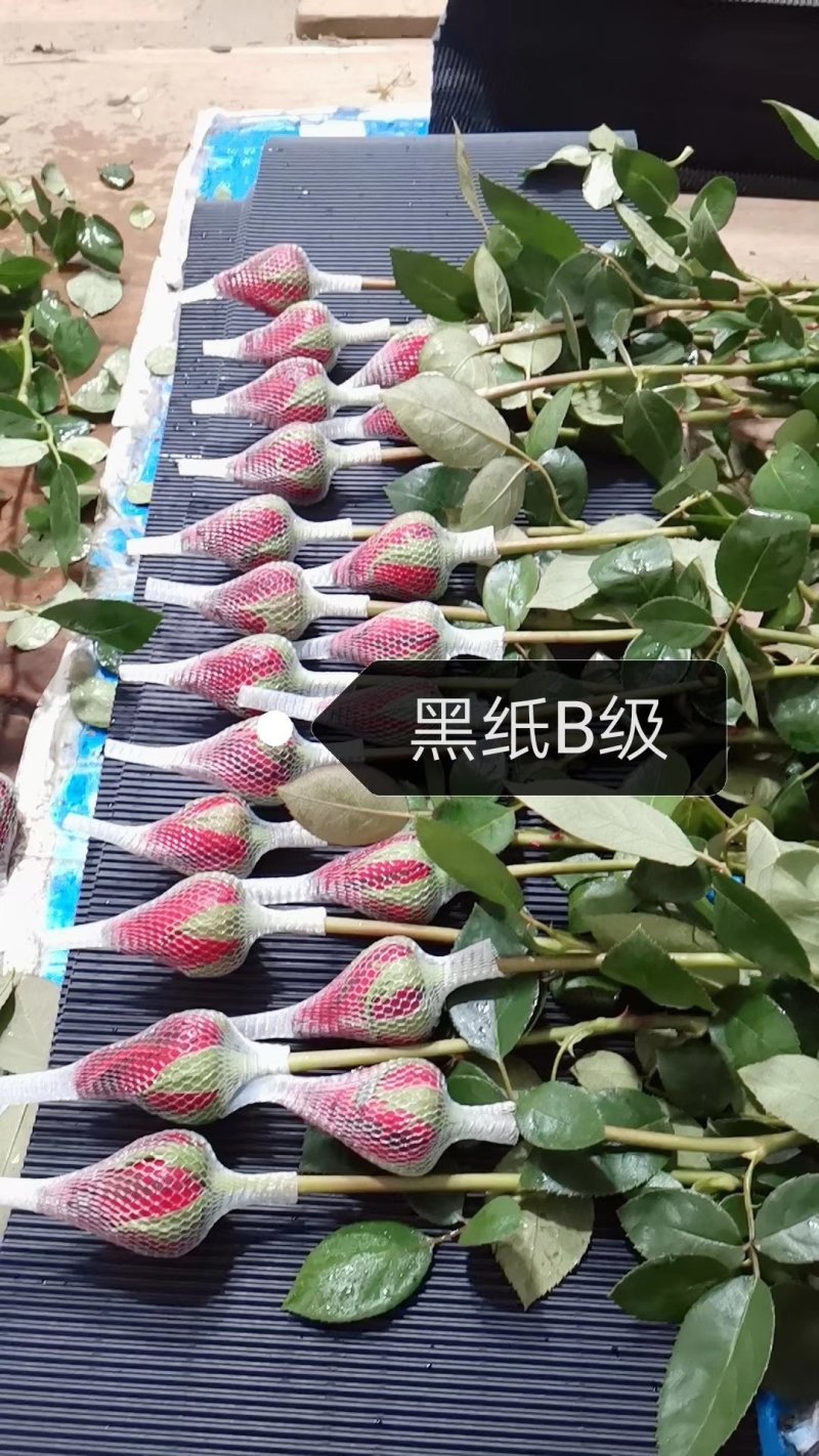 玫瑰鲜切花基地大量供应红玫瑰卡罗拉保证质量品种齐全