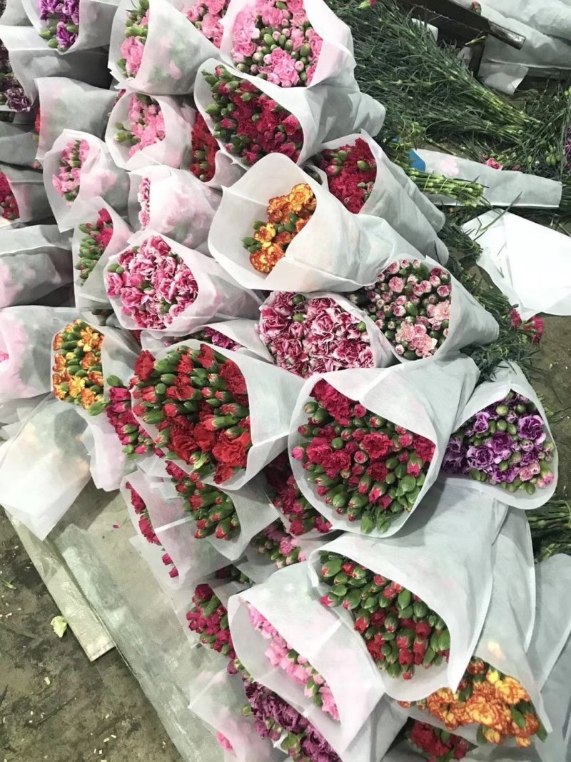 康乃馨鲜切花基地直销斗南，可订制规格，可按要求完成