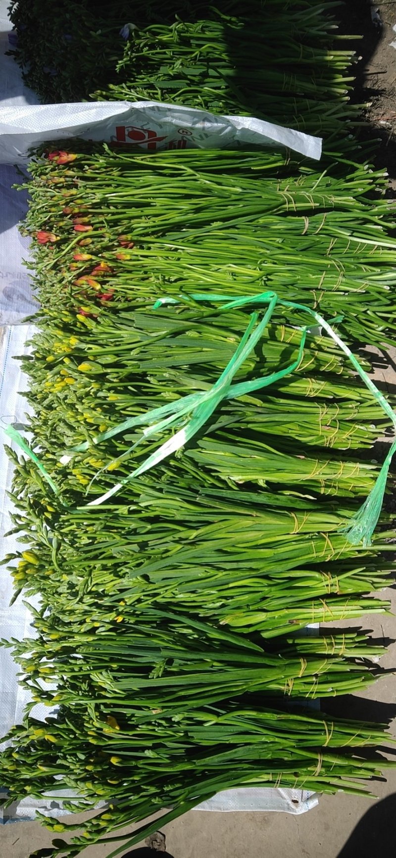 昆明基地鲜切花直发，各种品种都有，保障质量，新鲜发货。