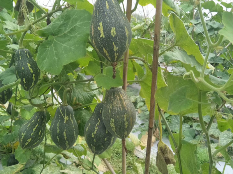 香芋南瓜香味浓郁粉又甜南瓜苗子新鲜蔬菜绿贝贝板栗味