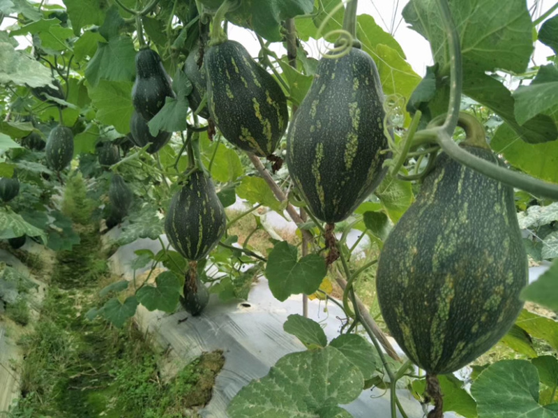 香芋南瓜香味浓郁粉又甜南瓜苗子新鲜蔬菜绿贝贝板栗味