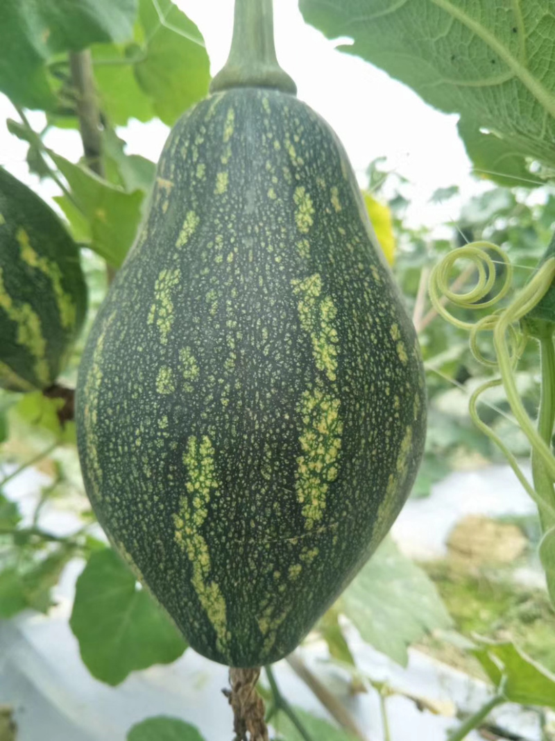 香芋南瓜香味浓郁粉又甜南瓜苗子新鲜蔬菜绿贝贝板栗味