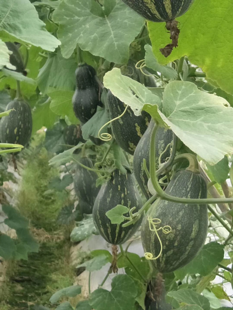 香芋南瓜香味浓郁粉又甜南瓜苗子新鲜蔬菜绿贝贝板栗味