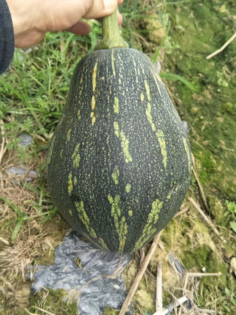 香芋南瓜香味浓郁粉又甜南瓜苗子新鲜蔬菜绿贝贝板栗味