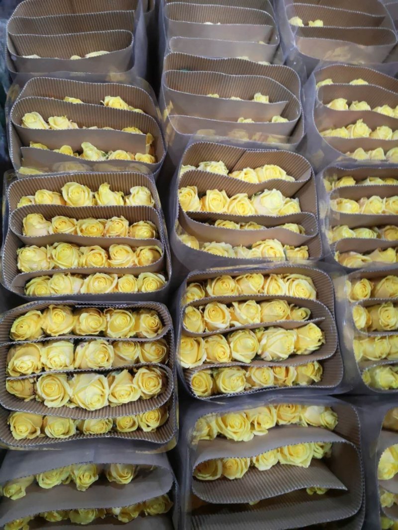 红玫瑰彩玫瑰玫瑰花云南基地现采现发保证质量