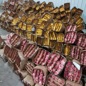 红玫瑰彩玫瑰玫瑰花云南基地现采现发保证质量