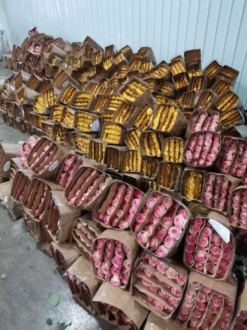 红玫瑰彩玫瑰玫瑰花云南基地现采现发保证质量