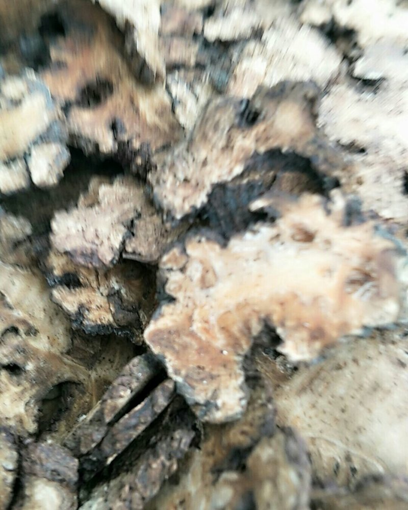 川芎，常年批发供应中药材川芎