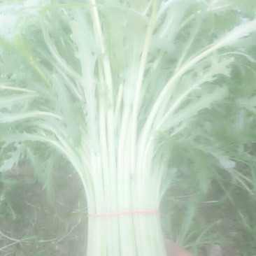 精品茼蒿