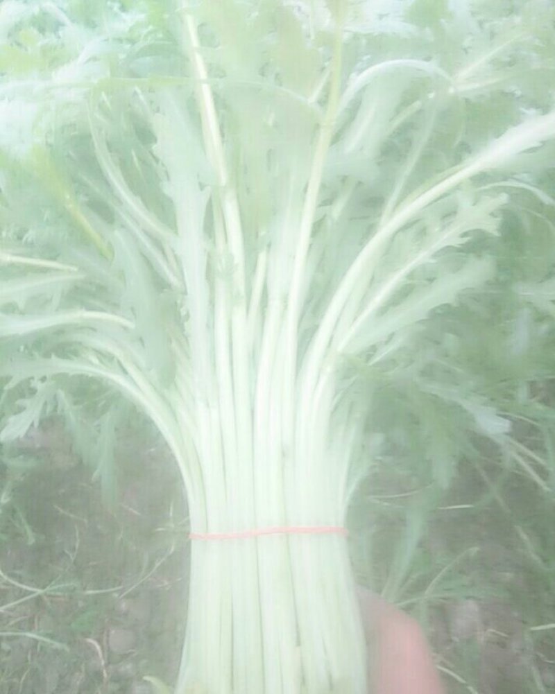 精品茼蒿