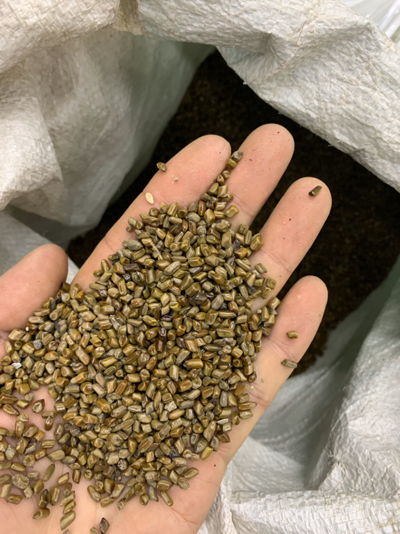 决明子草决明炒决明子花茶用的无硫磺熏蒸一公斤起批