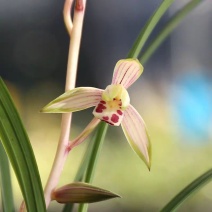 建兰高山春色，花艺双全，