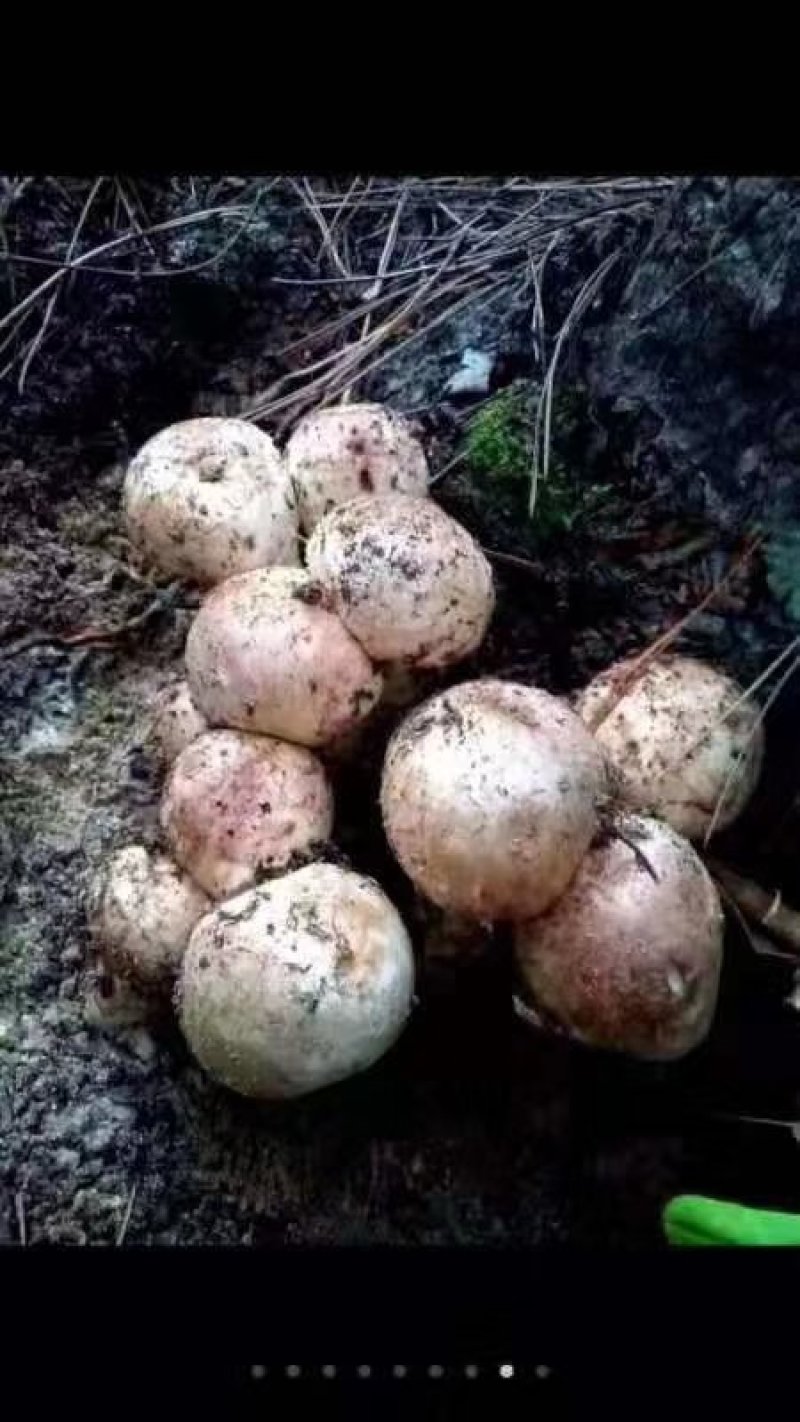 羊肚菌