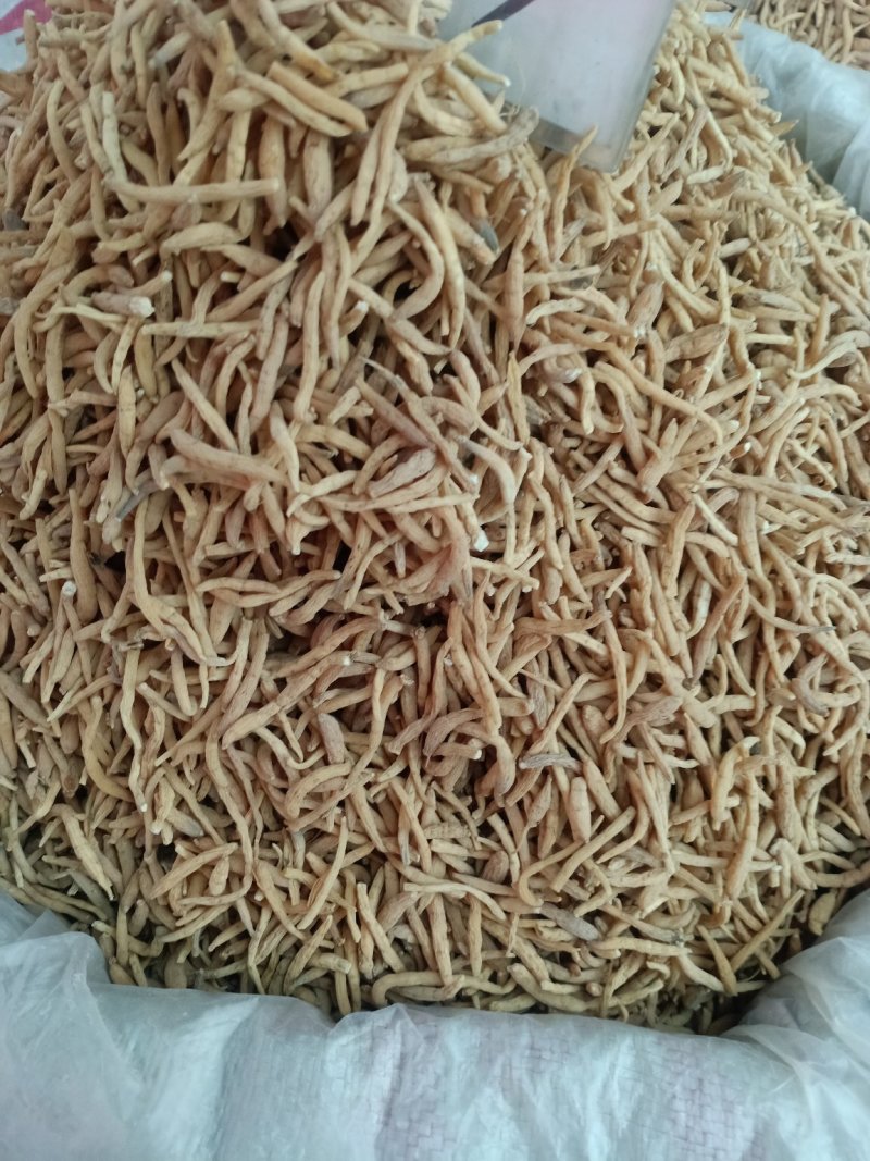 太子参！产地直销！含量高规格齐全！一手货源，大货批发！