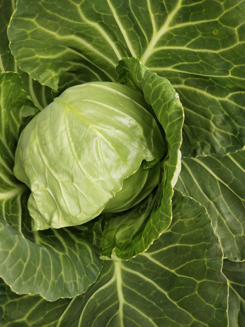 甘蓝开始供应发往全国各地质量保证，商场食堂工厂都有！