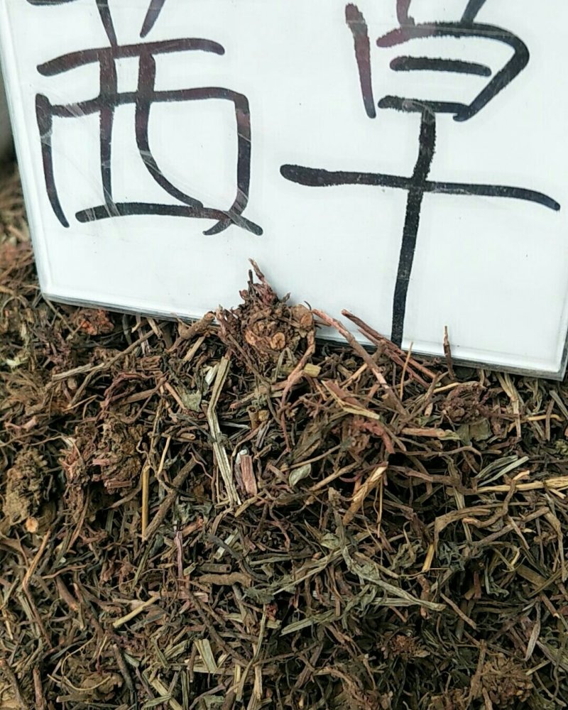茜草，常年批发供应，茜草中药材