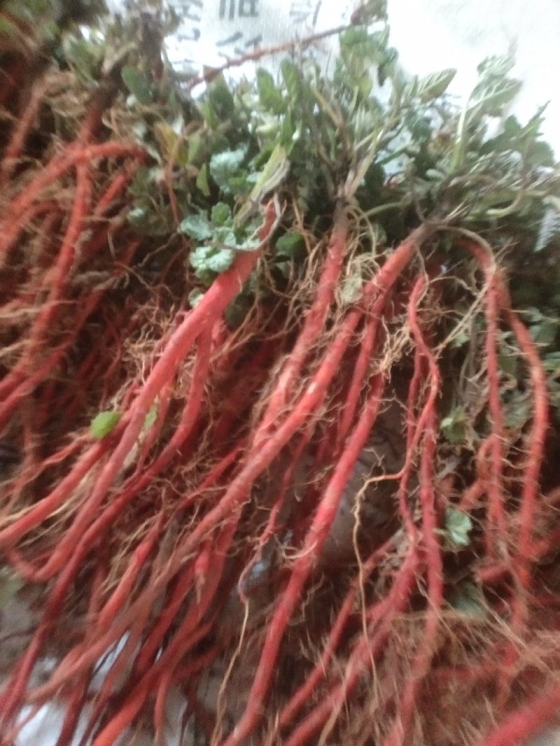 丹参苗黄芩苗有需要的请联系