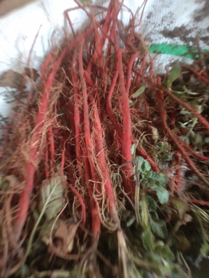 丹参苗黄芩苗有需要的请联系