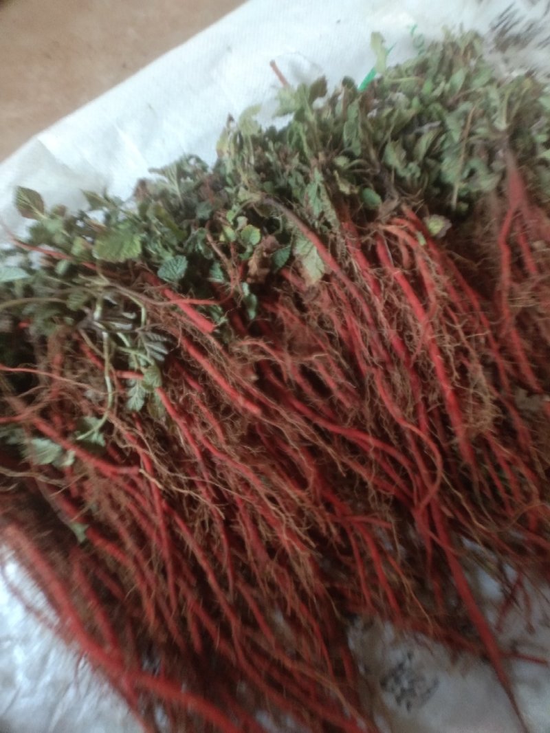 丹参苗黄芩苗有需要的请联系