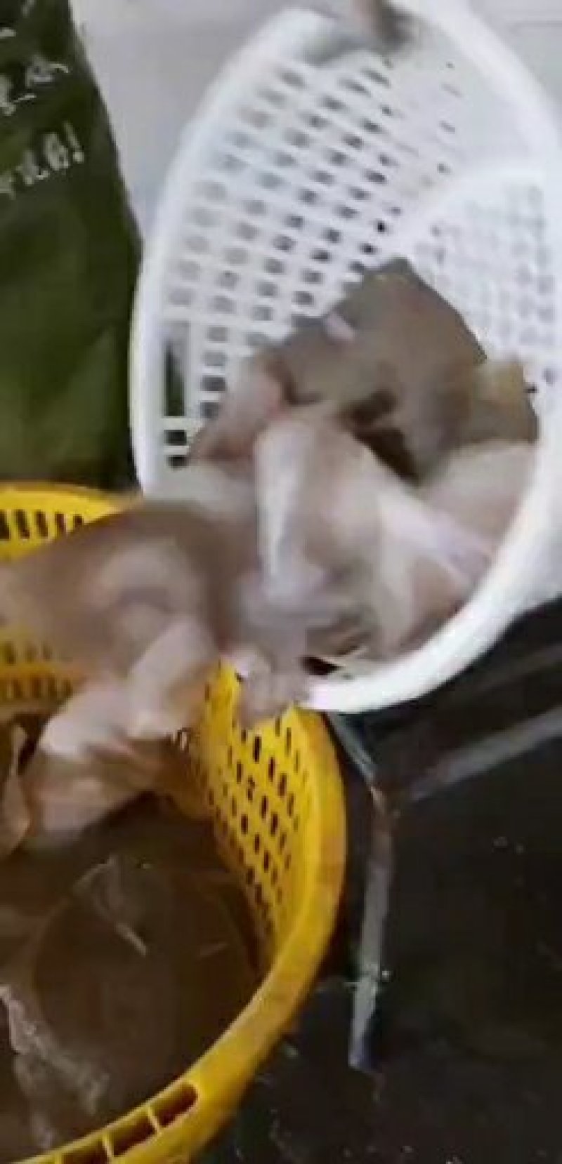 多宝鱼