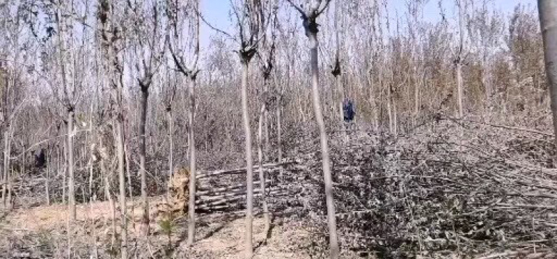 海棠