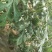 大棚吊瓜