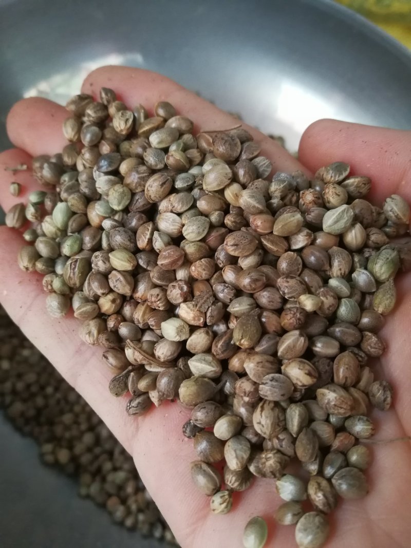火麻仁麻子火麻籽过风过筛干净可做食品可做饲料鸟食