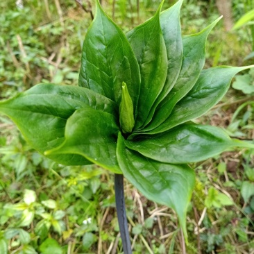 好货