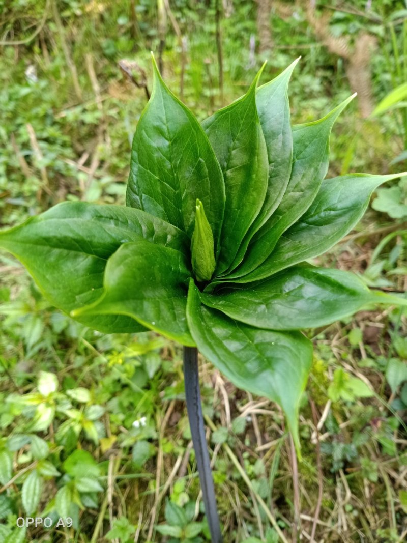 好货