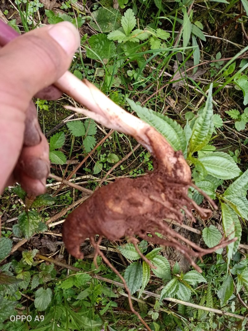 好货