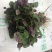 苋菜汗菜支持视频看货线上交易