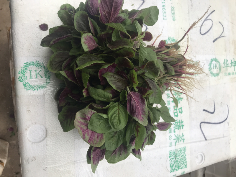 苋菜汗菜支持视频看货线上交易