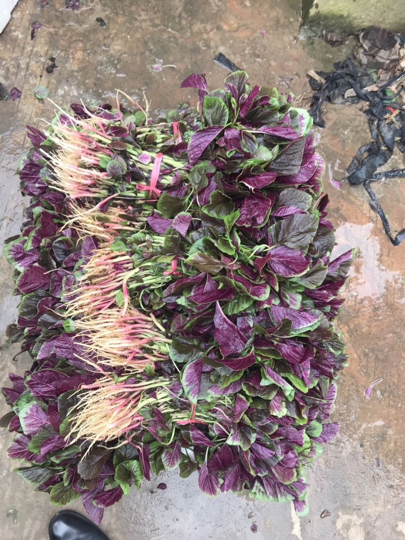 苋菜汗菜支持视频看货线上交易
