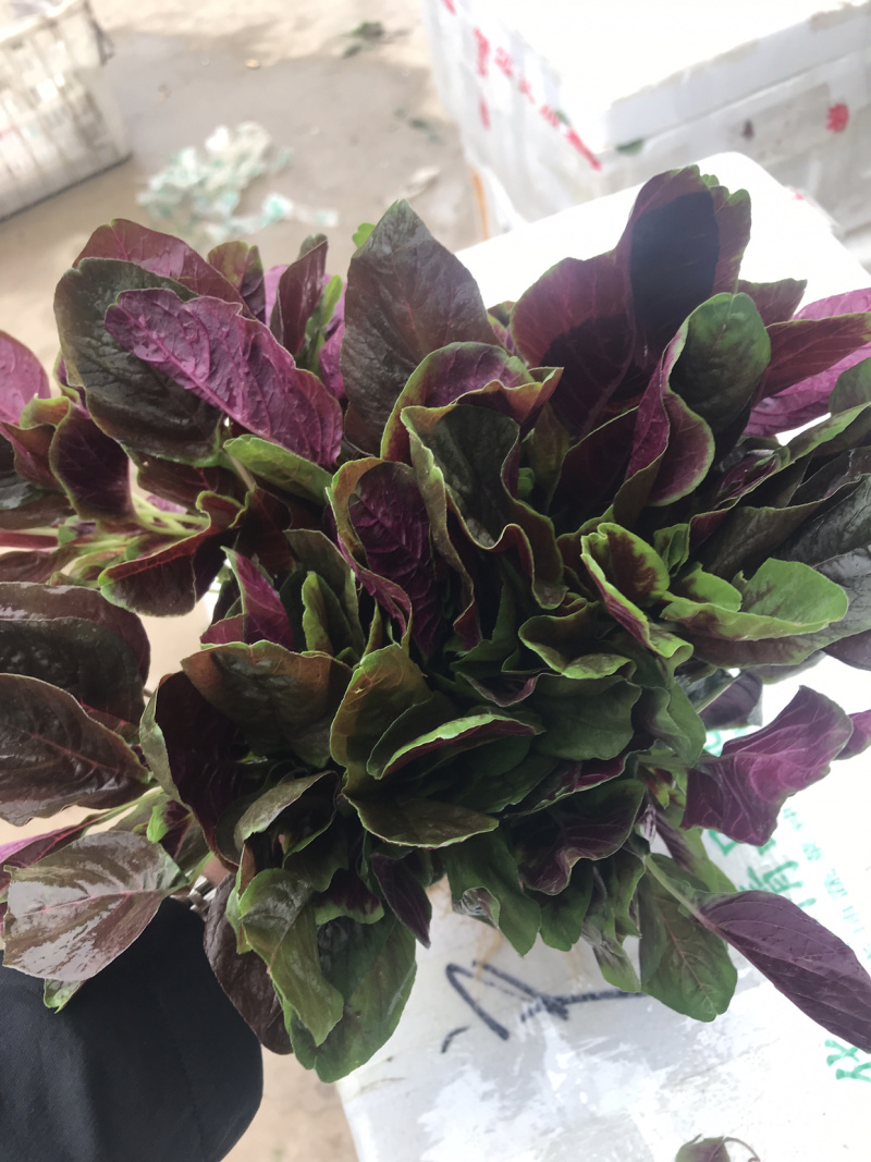 苋菜汗菜支持视频看货线上交易