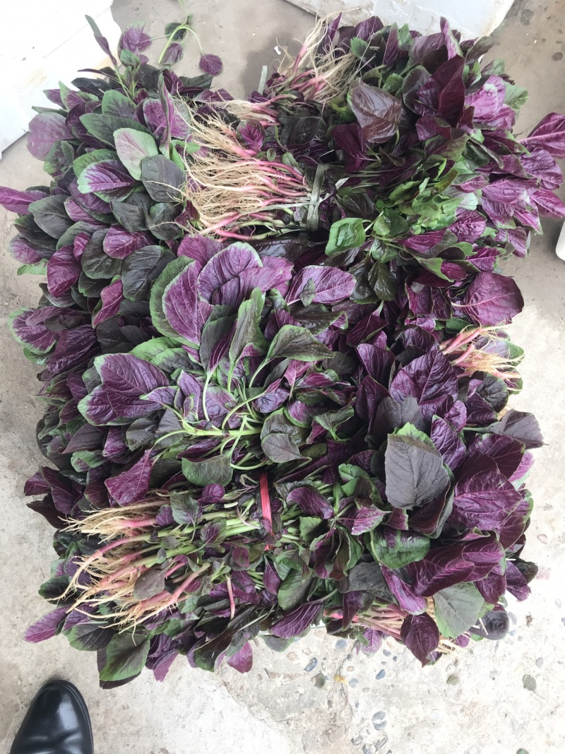 苋菜汗菜支持视频看货线上交易