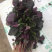 苋菜汗菜支持视频看货线上交易