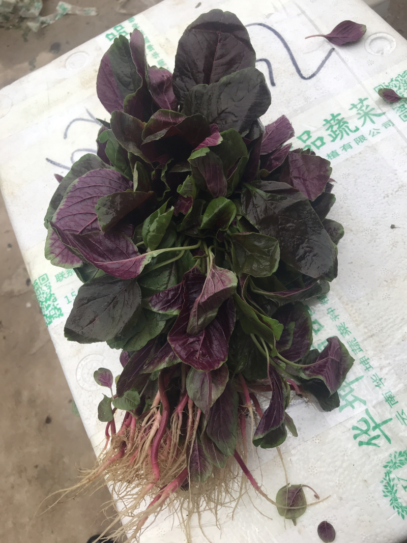 苋菜汗菜支持视频看货线上交易