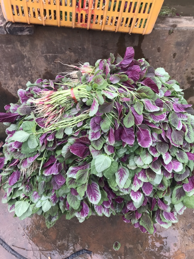 苋菜汗菜支持视频看货线上交易