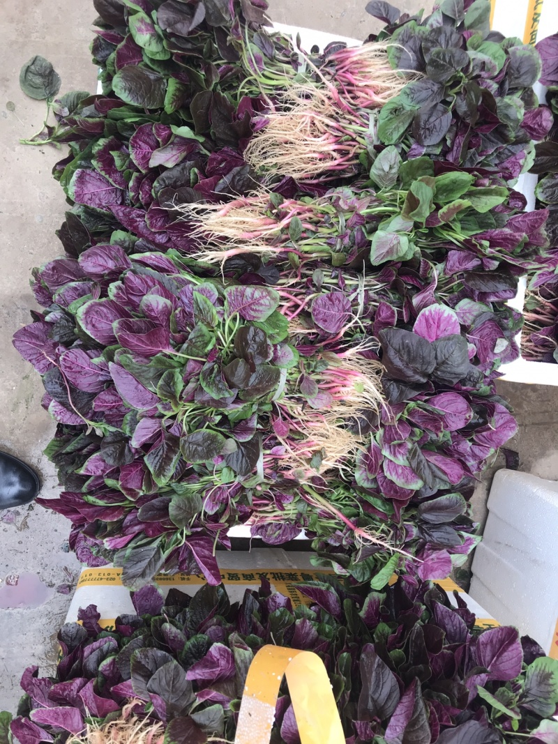苋菜汗菜支持视频看货线上交易