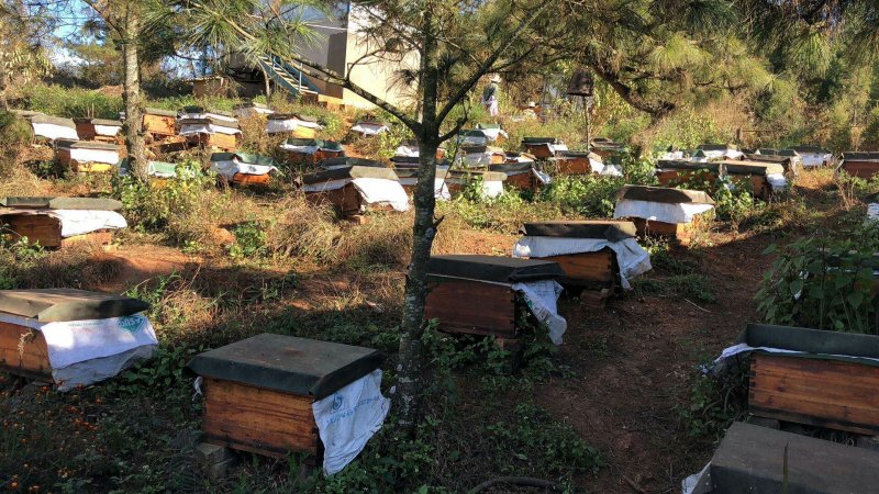 【火爆】蜂巢蜜大量现货价格美丽一手货源地摊江湖展会热卖