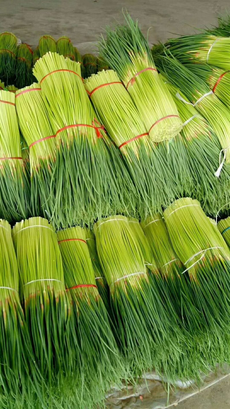 【精品蒜苔】河南红帽蒜苔干苔不加水，代收代发袋储存，