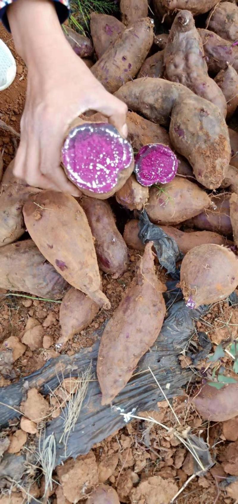 【沙地紫薯】紫薯，香甜软糯，一手货源承接商超批发价格实惠