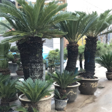 铁树，苏铁，铁树盆景，铁树开花，铁树种植