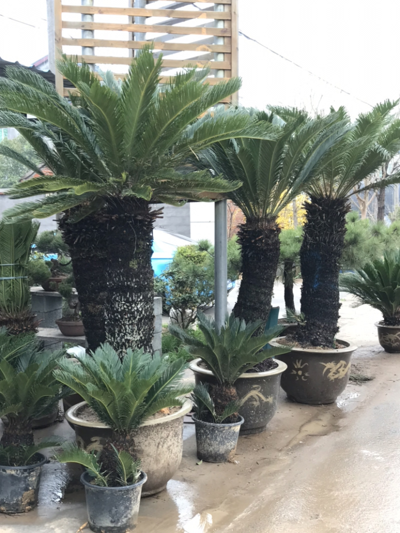 铁树，苏铁，铁树盆景，铁树开花，铁树种植
