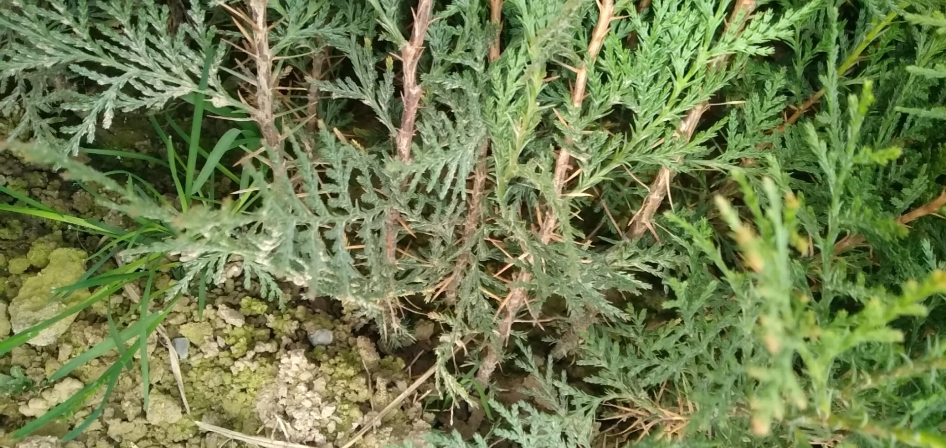 侧柏与松树叶片对比图