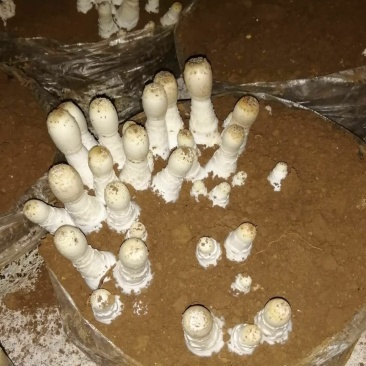 鸡腿菇，支持预订。冷链，空运