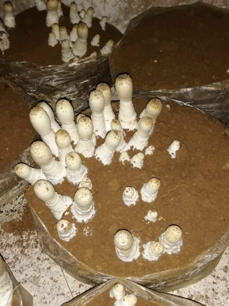 鸡腿菇，支持预订。冷链，空运